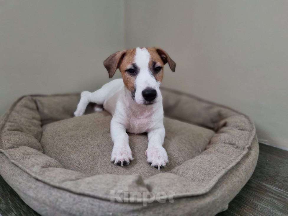 Собаки в Высоковске: Джек-рассел терьер Мальчик, 40 000 руб. - фото 1