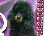 Собаки в Москве: Ребята пуделята Мальчик, 70 000 руб. - фото 1