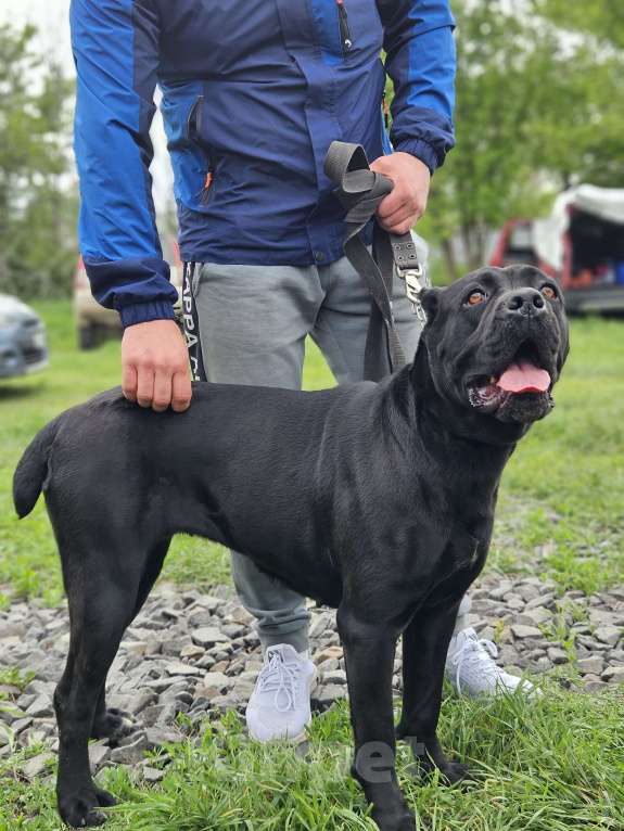 Собаки в Ростове-на-Дону: Девочка серая Девочка, 80 000 руб. - фото 8