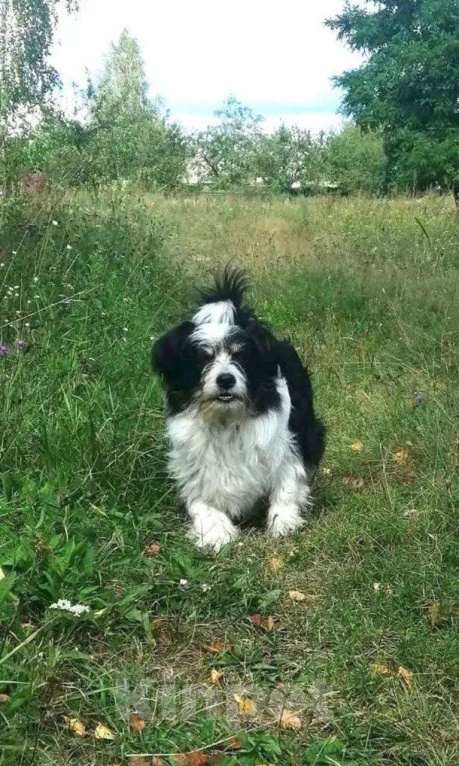 Собаки в Брянске: Пес Тошка ищет дом! Мальчик, Бесплатно - фото 4