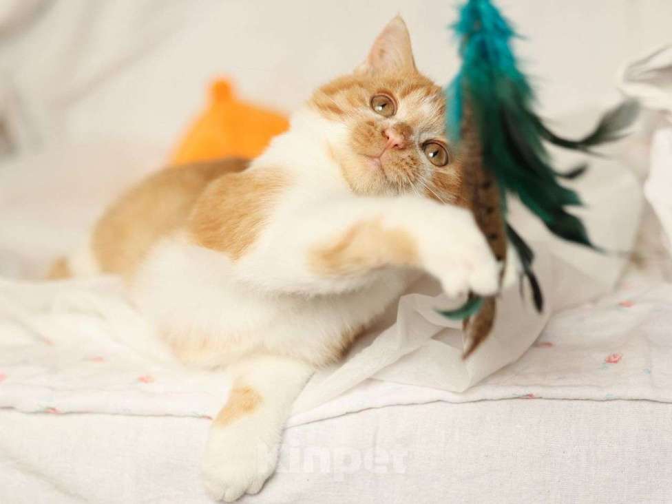 Кошки в Москве: Рыжий котенок ищет дом  Мальчик, Бесплатно - фото 3