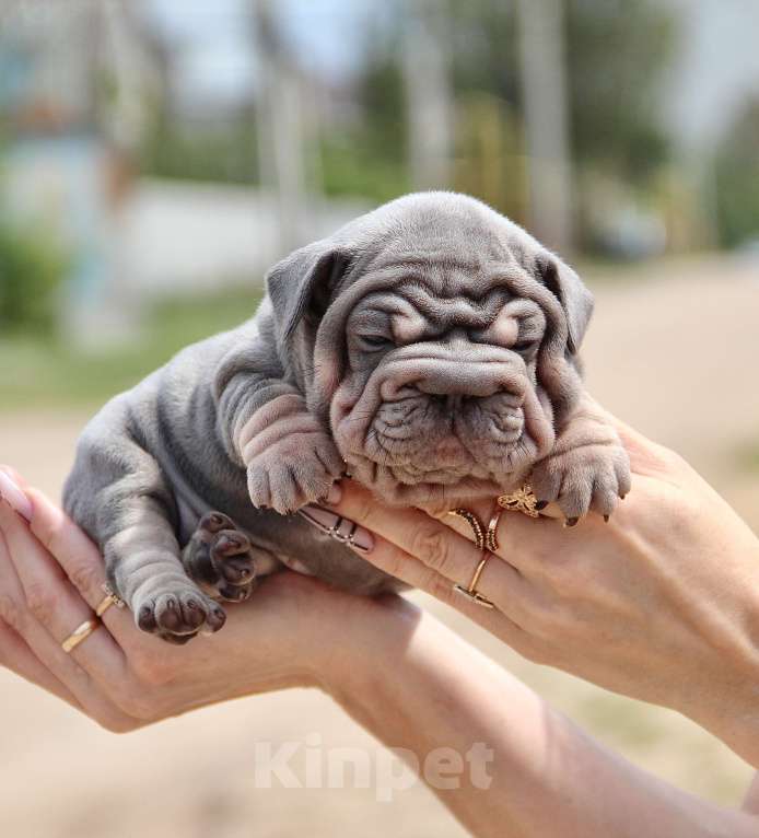 Собаки в Москве: БигРоп Девочка, Бесплатно - фото 2