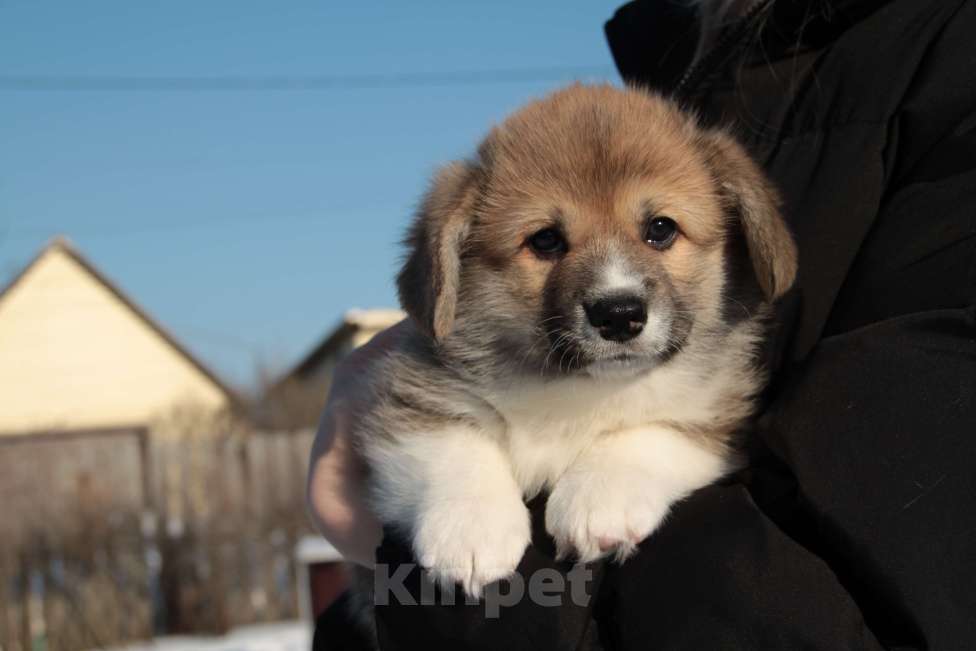 Собаки в Курганинске: Щенки вельш-корги пембок Мальчик, Бесплатно - фото 2