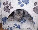 Кошки в Бугульме: Вязка, 1 000 руб. - фото 1