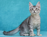 Кошки в Мытищах: Котенок Мейн-кун Мальчик, 200 000 руб. - фото 8