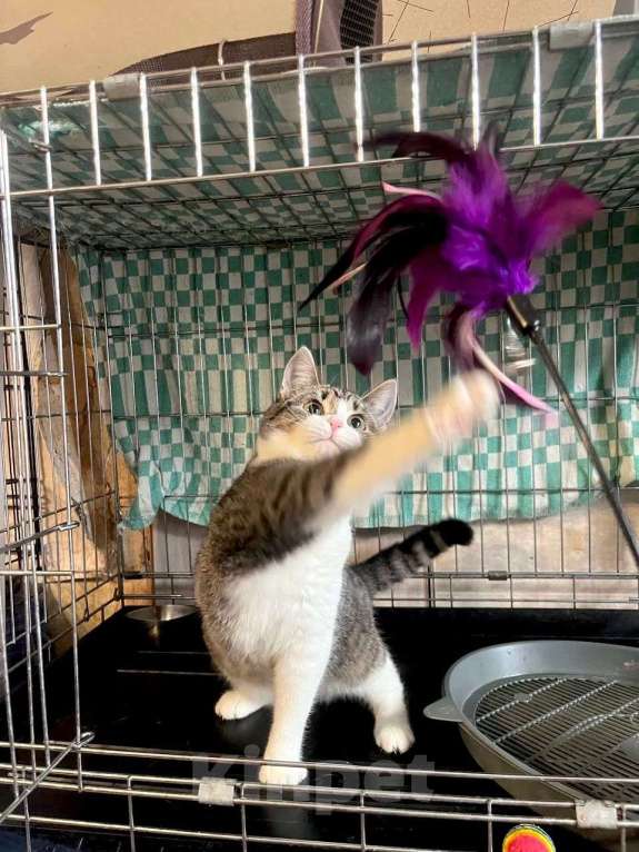 Кошки в Москве: Котёнок Твинки в добрые руки Девочка, Бесплатно - фото 4