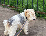 Собаки в Новосибирске: Пропала собака. Фокстерьер.  Мальчик, 5 000 руб. - фото 1