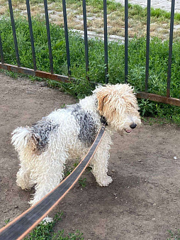 Объявление: Пропала собака. Фокстерьер. , 5 000 руб., Новосибирск