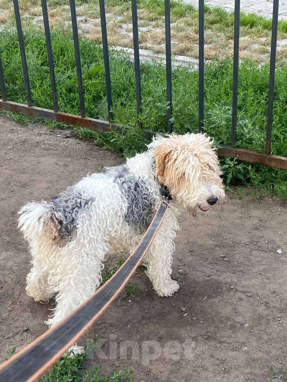 Собаки в Новосибирске: Пропала собака. Фокстерьер.  Мальчик, 5 000 руб. - фото 1