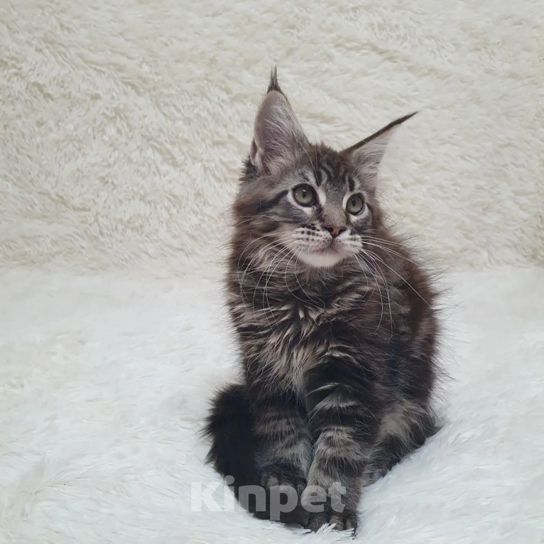 Кошки в Сочи: МЕЙН-КУН КОТЯТА Мальчик, 60 000 руб. - фото 2