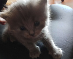 Кошки в других городах Башкортостана: Котята от британской кошки Разнополые, Бесплатно - фото 6