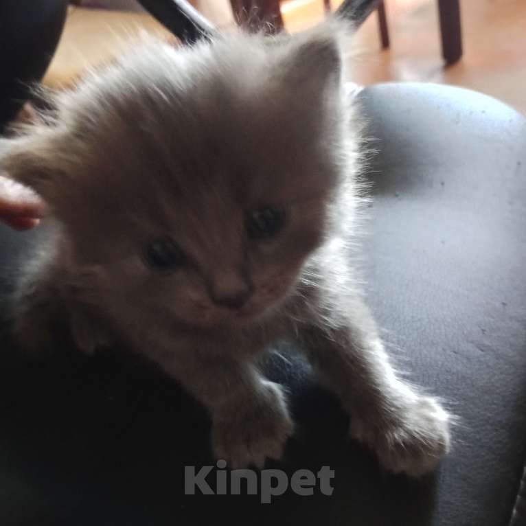 Кошки в других городах Башкортостана: Котята от британской кошки Разнополые, Бесплатно - фото 6