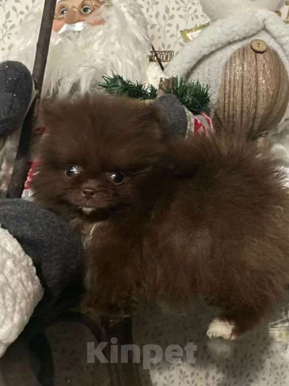 Собаки в Ростове-на-Дону: Мини медвежата Мальчик, 30 000 руб. - фото 3