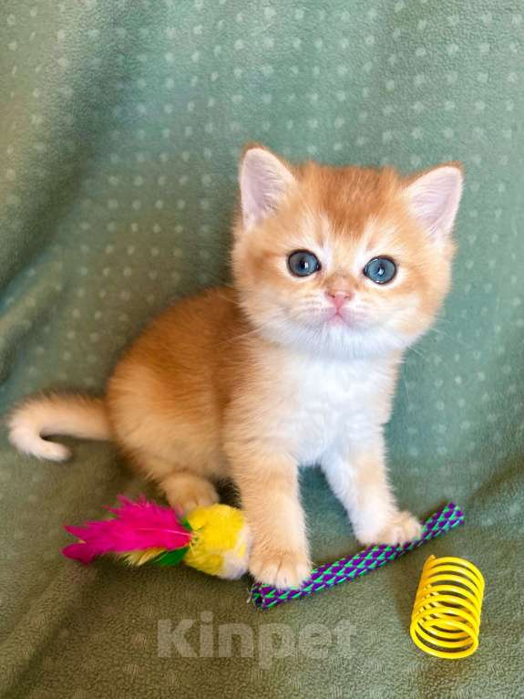 Кошки в Москве: Плюшевая золотая шиншилла Девочка, 41 000 руб. - фото 6