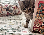 Кошки в Краснодаре: Котенок в добрые руки  Девочка, Бесплатно - фото 4