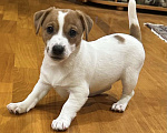 Собаки в Москве: Щенок Джек Рассел терьера Девочка, 40 000 руб. - фото 3