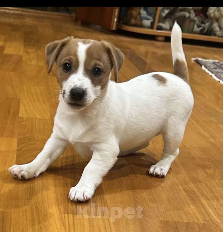 Собаки в Москве: Щенок Джек Рассел терьера Девочка, 40 000 руб. - фото 3