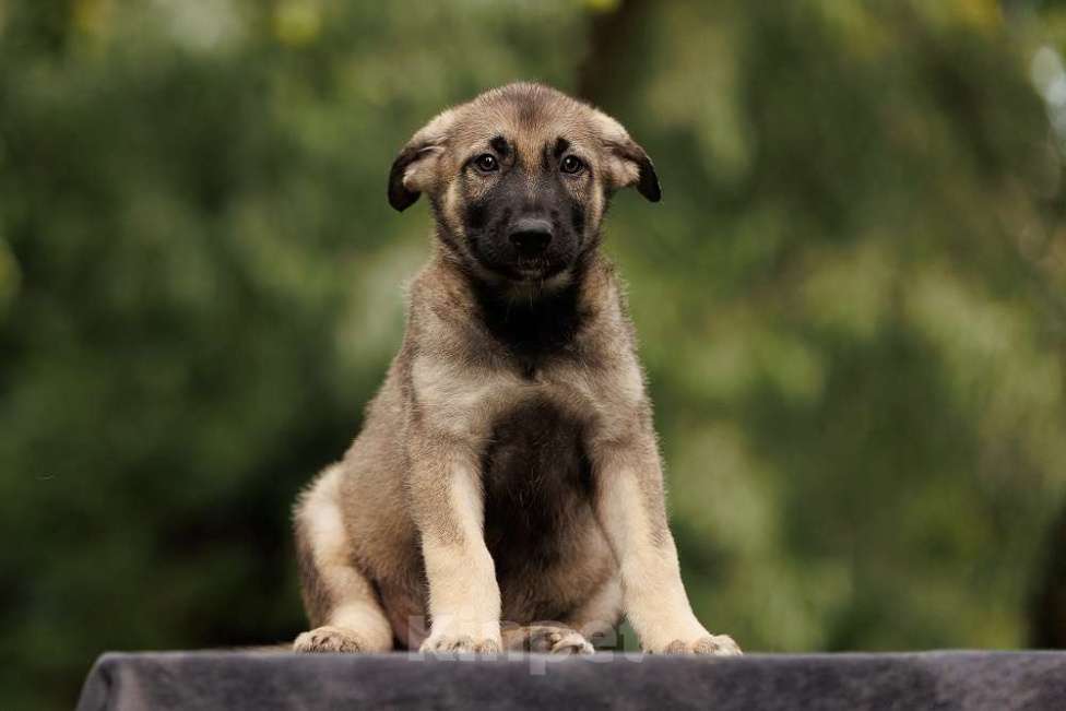 Собаки в Москве: Милые щенки в добрые руки! Две девочки и мальчик Мальчик, Бесплатно - фото 3