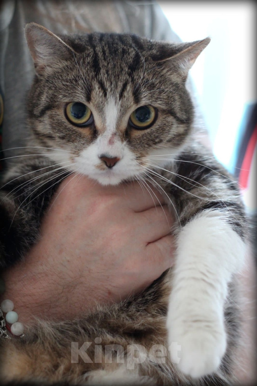 Кошки в Москве: Марси ищет дом  Девочка, Бесплатно - фото 2