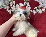 Собаки в Москве: Йорк с двумя голубыми глазами мальчик мини Мальчик, 130 000 руб. - фото 1