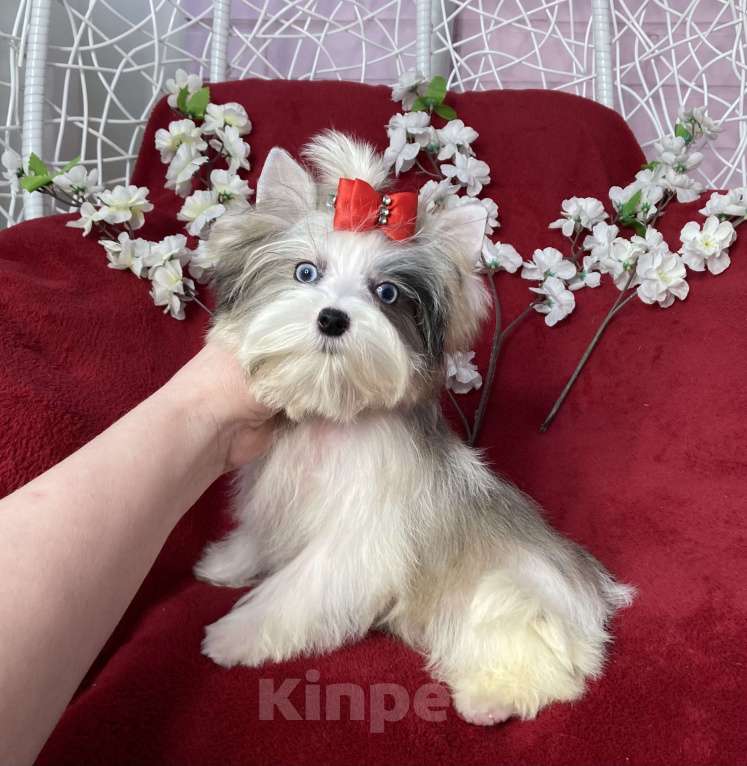 Собаки в Москве: Йорк с двумя голубыми глазами мальчик мини Мальчик, 130 000 руб. - фото 1