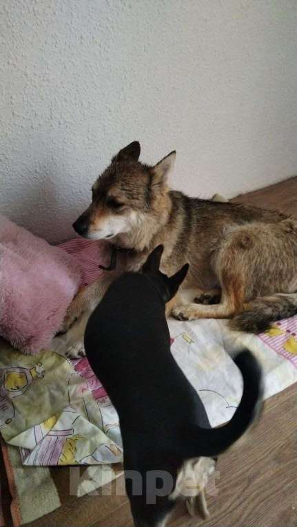 Собаки в Домодедово: Найдена собака (мальчик) Мальчик, Бесплатно - фото 1