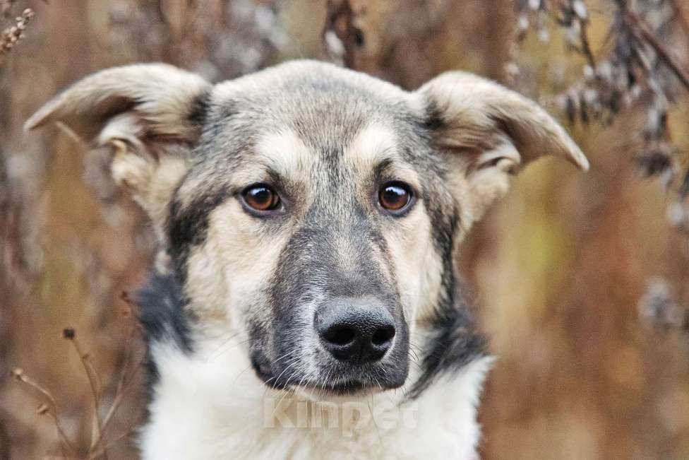 Собаки в Москве: Меня зовут Том и я ищу семью, где буду любим и счастлив Мальчик, 10 руб. - фото 9