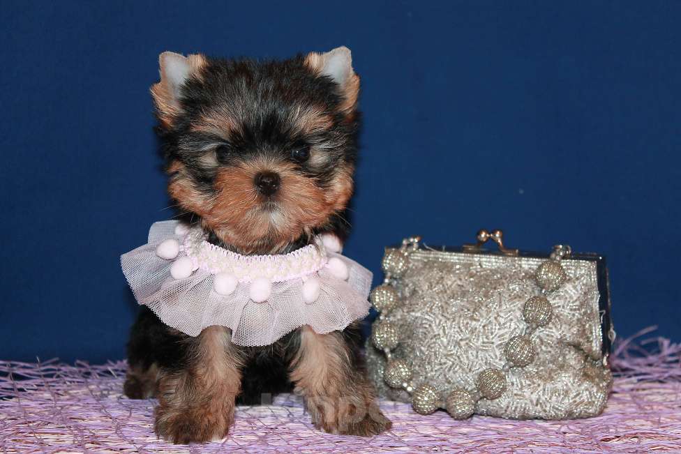 Собаки в Москве: Небольшая девочка, Яркая красотка. Девочка, 130 000 руб. - фото 5