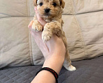 Собаки в Москве: Мальтипу микро. Девочки Девочка, Бесплатно - фото 3