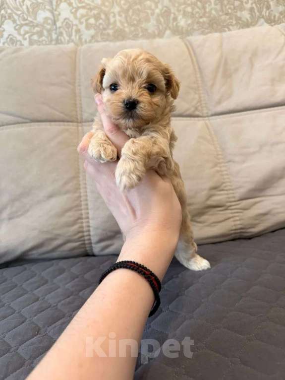 Собаки в Москве: Мальтипу микро. Девочки Девочка, Бесплатно - фото 3