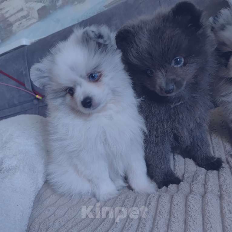 Собаки в других городах Тульской области: Щенки шпица померанского Мерле Разнополые, 30 000 руб. - фото 8