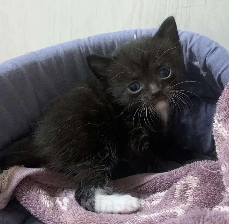 Кошки в Кемерово: Котята в добрые руки Девочка, Бесплатно - фото 4