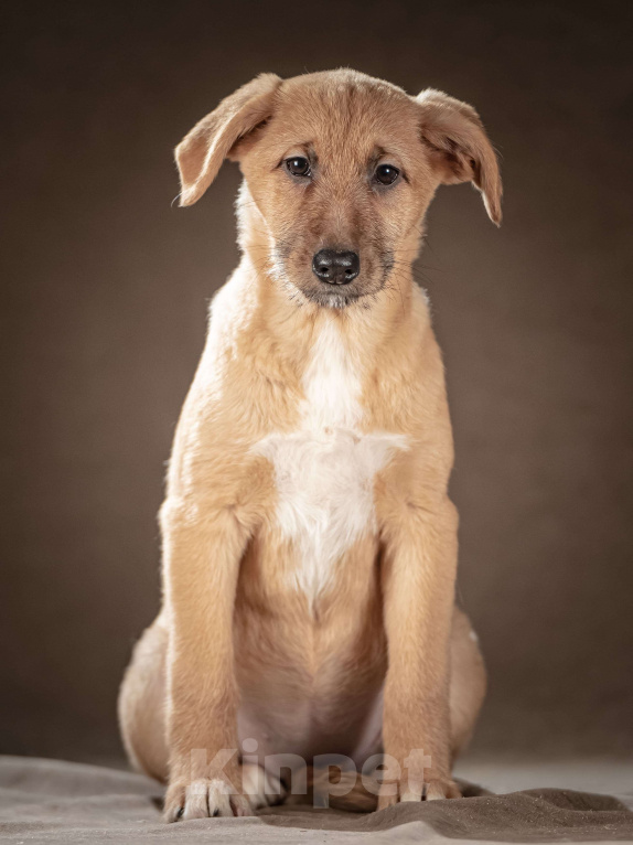 Собаки в Клине: Мейси — жизнерадостная шалунья подарит вам много радости Девочка, Бесплатно - фото 2