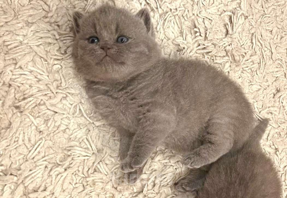 Кошки в Москве: Британский котенок  Мальчик, Бесплатно - фото 6