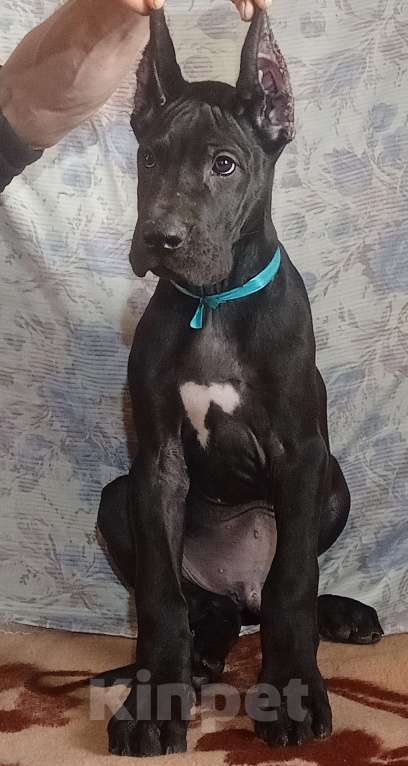 Собаки в Омске: Продается щенок немецкого дога  Мальчик, 80 000 руб. - фото 2