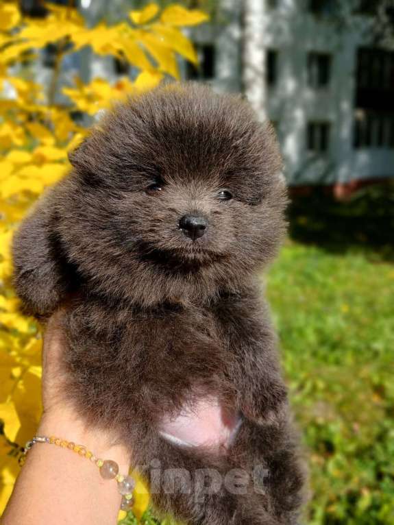Собаки в Нижнем Новгороде:  голубой медвежонок шпиц  Девочка, 25 000 руб. - фото 3