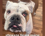 Собаки в Ростове-на-Дону: потерялась собака Девочка, 1 руб. - фото 1