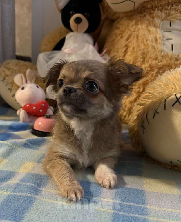 Собаки в Томске: Щенок чихуахуа девочка д/ш одна лапка белая Девочка, 35 000 руб. - фото 6