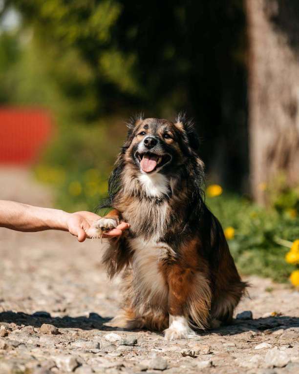 Собаки в Москве: Маленькая собака для квартиры. Эрик ищет дом Мальчик, Бесплатно - фото 3