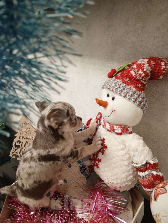 Собаки в Санкт-Петербурге: Новогоднее чудо Мальчик, 65 000 руб. - фото 1