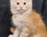 Кошки в Люберцах: Котёнок мейн-кун 🐱 рыжий Мальчик, 60 000 руб. - фото 1