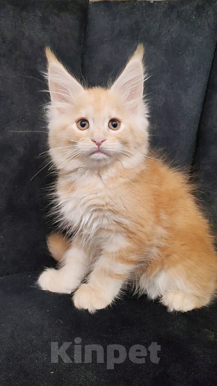 Кошки в Люберцах: Котёнок мейн-кун 🐱 рыжий Мальчик, 60 000 руб. - фото 1