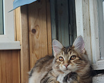 Кошки в Москве: Котенок курильского бобтейла девочка Девочка, 50 000 руб. - фото 2