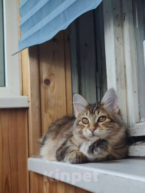 Кошки в Москве: Котенок курильского бобтейла девочка Девочка, 50 000 руб. - фото 2