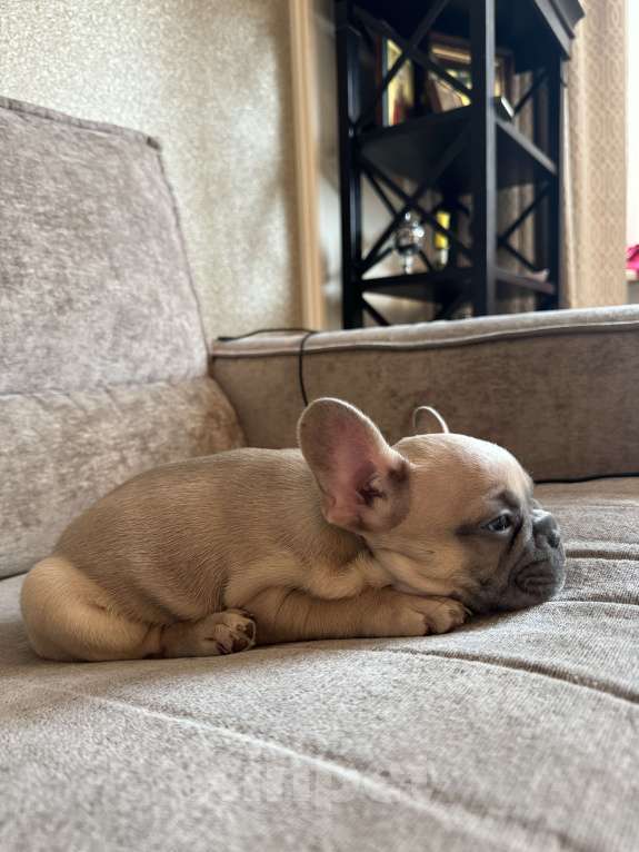 Собаки в Москве: Французский бульдог  Мальчик, 80 000 руб. - фото 5