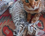 Кошки в Всеволожске: Бенгальский котёнок (кошечка) Девочка, Бесплатно - фото 1