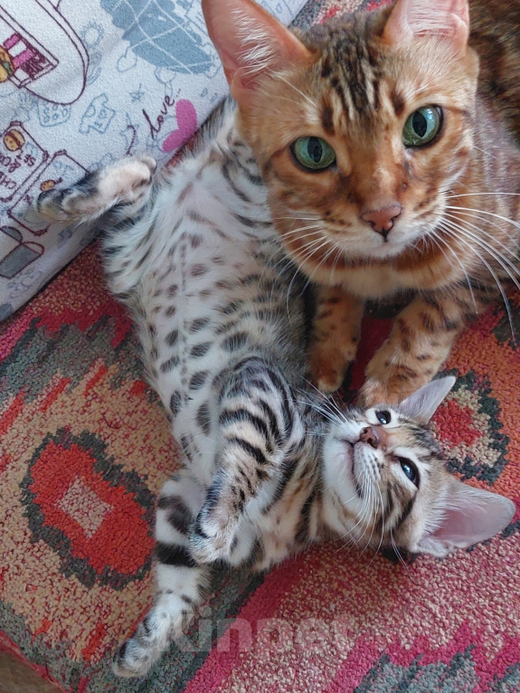 Кошки в Всеволожске: Бенгальский котёнок (кошечка) Девочка, Бесплатно - фото 1