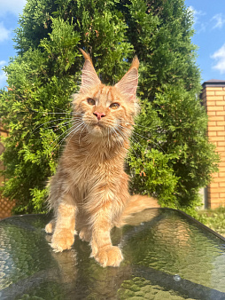 Рыжие котята мейн-кун