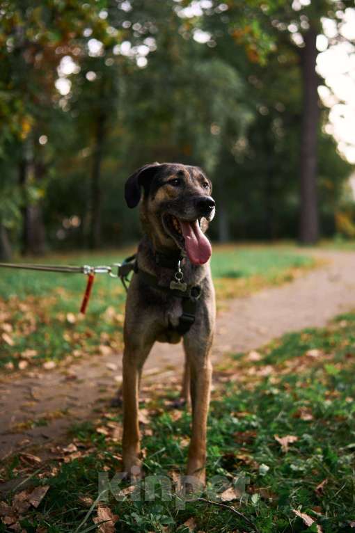 Собаки в Москве: Хамфри - мужчинка эксклюзив! Мальчик, Бесплатно - фото 5