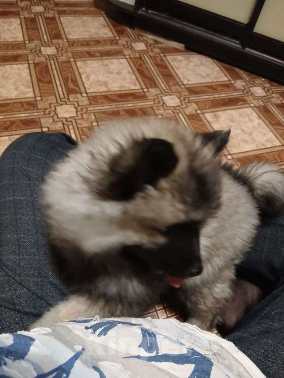 Собаки в Нижнем Новгороде: продаем Девочка, 85 000 руб. - фото 3